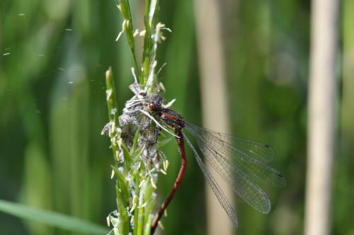 Pyrrhosoma nymphula